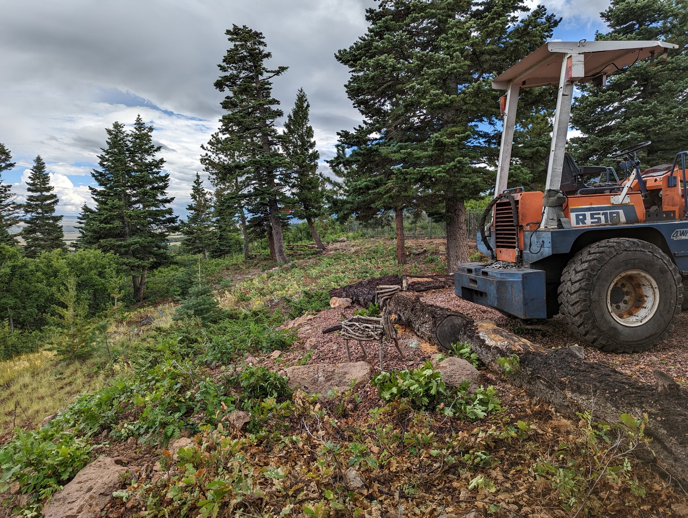photo of forestry work site